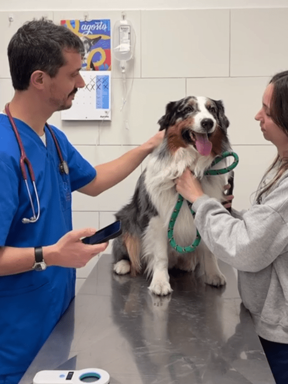 Implementan la versión digital de la libreta sanitaria para mascotas en&nbsp;Argentina