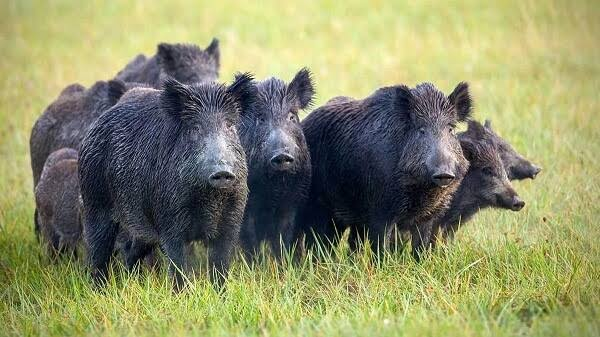 Río Negro avanza con una reforma que habilitaría la venta de carne de fauna silvestre