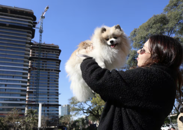 Alquiler con mascotas en Buenos Aires: Palermo Hollywood lidera la oferta pet-friendly